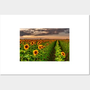 Sunflower Soldiers and Before A Colorado Summer Storm Posters and Art